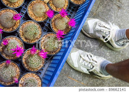Cactuses bloom with pink flowers at a plant shop. Chatuchak Plant market, Bangkok, Thailand. 89662141
