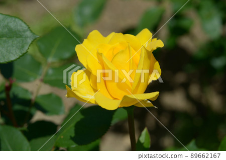 檸檬姜玫瑰花 89662167