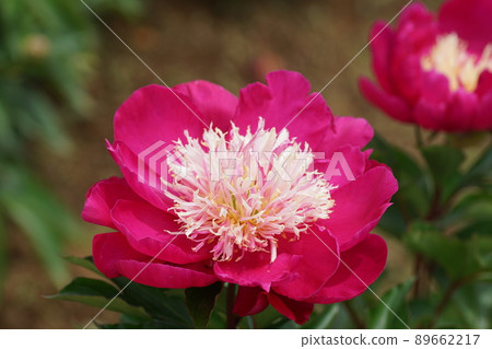 Peony Velvet Queen Paeonia lactiforia'Velvet Queen' Peony Velvet Queen Paeonia lactiforia'Velvet Queen' 89662217