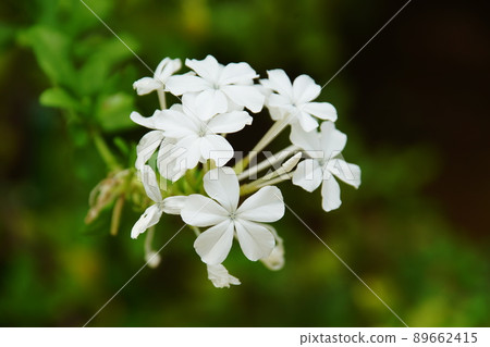 Plumbago auriculata 89662415
