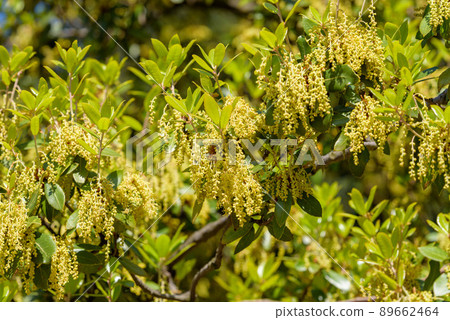 Ubamegashi flower (acorn tree) 89662464