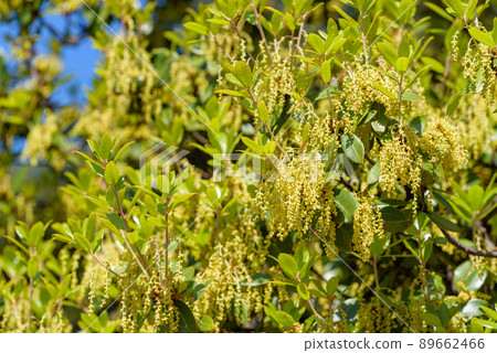 Ubamegashi flower (acorn tree) 89662466