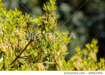 Ubamegashi flower (acorn tree) 89662468