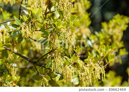 Ubamegashi flower (acorn tree) 89662469