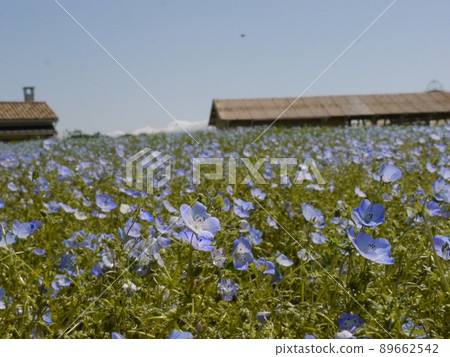 Soleil Hill Nemophila Soleil Hill Nemophila 89662542