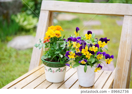 Flower pot gardening placed on a chair in the garden 89662736