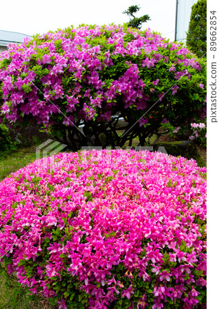 Azalea 89662854