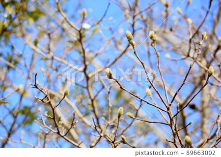 Buds of Sidekobushi Buds of Sidekobushi 89663002