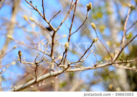 Sidekobushi的芽 Sidekobushi的芽 89663003