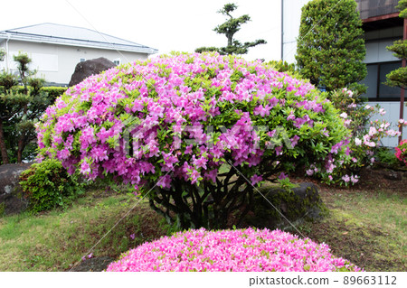 Azalea 89663112