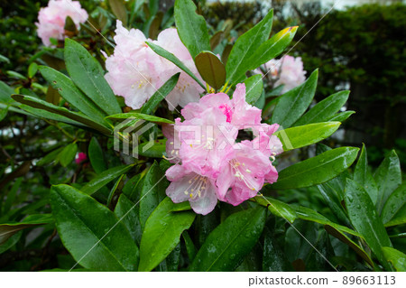 Rhododendron 89663113