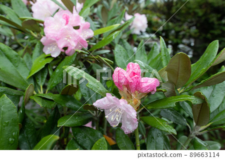 Rhododendron 89663114