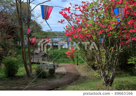 內原野公園杜鵑花節(高知縣安藝市) 內原野公園杜鵑花節(高知縣安藝市) 89663166