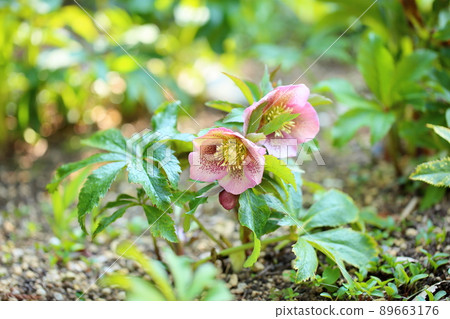 Christmas rose flowers 89663176