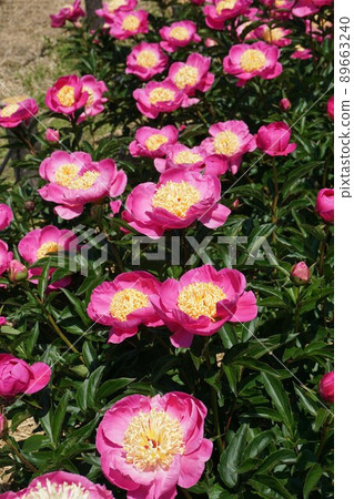 2022年5月牡丹花《春光榮》 89663240