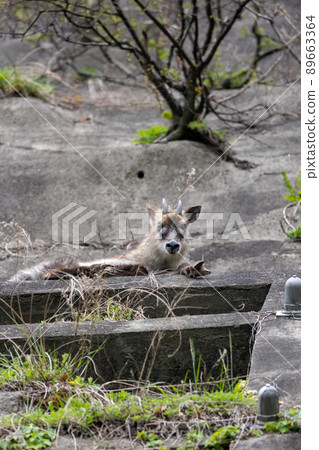 野生日本鬣羚 89663364
