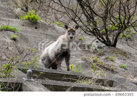 野生日本鬣羚 野生日本鬣羚 89663365