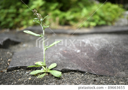 Gamochaeta coarctus,一種從鵝卵石縫隙中生長的雜草 Gamochaeta coarctus,一種從鵝卵石縫隙中生長的雜草 89663655