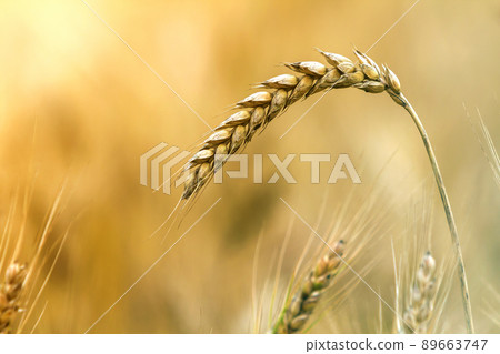 Close-up of warm colored golden yellow ripe focused wheat head on sunny summer day on soft blurred foggy meadow wheat field light brown background. Agriculture, farming and rich harvest concept. 89663747