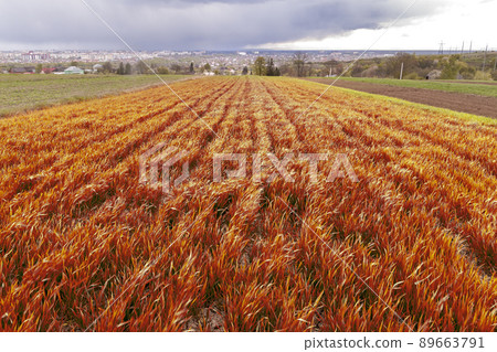 Close-up bright red fresh background of plants sprouts growing in field on bright sunny summer or spring day. Nature, agriculture, harvest and farming, organic food production concept. 89663791