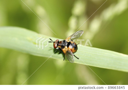 Maruboshihiratahana fly Maruboshihiratahana fly 89663845