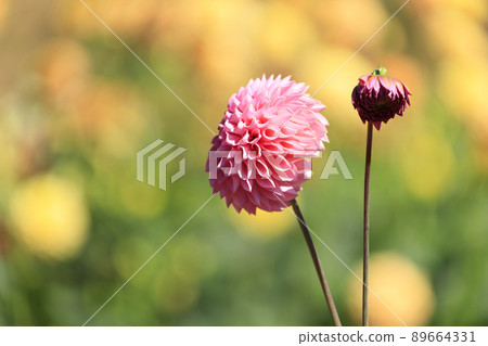 Autumn flower dahlia blooming in the flower field Autumn flower dahlia blooming in the flower field 89664331