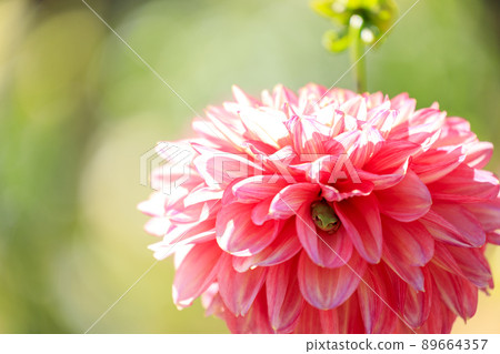 Autumn flower dahlia blooming in the flower field Autumn flower dahlia blooming in the flower field 89664357