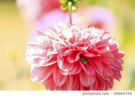Autumn flower dahlia blooming in the flower field 89664358