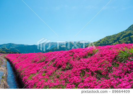 Nature-rich Shibasakura scenery [Ono City, Fukui Prefecture] 89664409