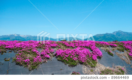 Moss phlox scenery in Ono City, Fukui Prefecture, where you can get a glimpse of Mt. Arashima and Mt. Kyogatake Moss phlox scenery in Ono City, Fukui Prefecture, where you can get a glimpse of Mt. Arashima and Mt. Kyogatake 89664469