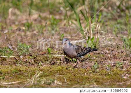 斑鳩 (Yamabat) 89664902