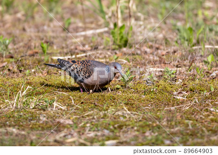 Turtle dove (Yamabat) Turtle dove (Yamabat) 89664903