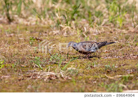 Turtle dove (Yamabat) Turtle dove (Yamabat) 89664904