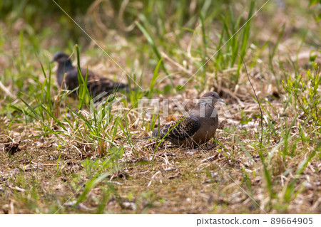 Turtle dove (Yamabat) Turtle dove (Yamabat) 89664905