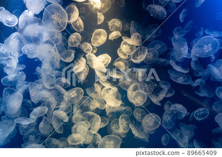 jellyfish  89665409