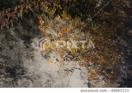 牆上的植物 1 89665523