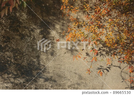 Plants on a retro wall 8 89665530