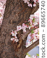 Cherry Blossom 89665740