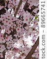 Cherry Blossom 89665741