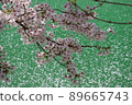 Cherry Blossom 89665743