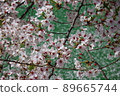 Cherry Blossom 89665744