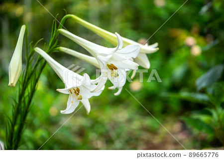 復活節百合微距攝影 89665776