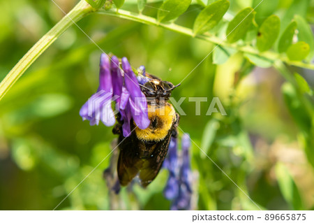 Carpenter bee 89665875