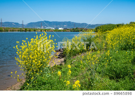 油菜花盛開的淀川河岸 89665898