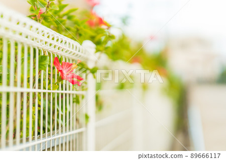 A bright red hibiscus that jumped out of the gap between blooming A bright red hibiscus that jumped out of the gap between blooming 89666117