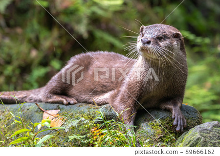 Otter's portrait 89666162