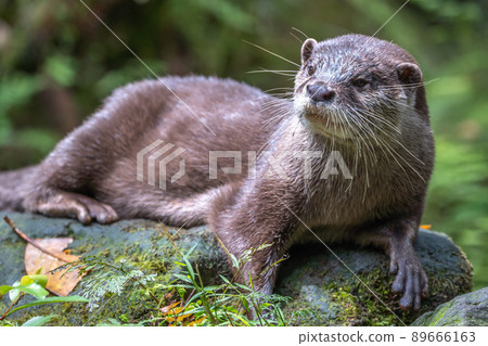 Otter's portrait 89666163