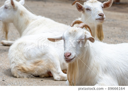 Goat's portrait 89666164