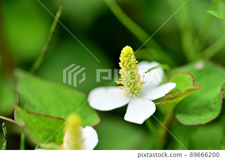 White flowers of Dokudami White flowers of Dokudami 89666200