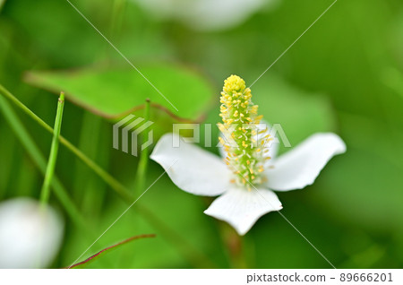 White flowers of Dokudami White flowers of Dokudami 89666201